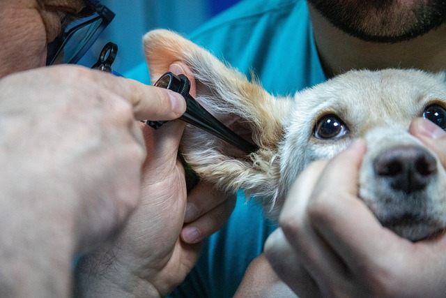 Veterinary clinic booking software